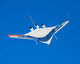Blended Wing Body X-48b Wall Decal Design 2