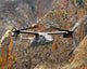 Cv-22 Osprey Flies over Wall Decal Design 3