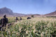 Soldiers Walking through Wheat Wall Decal