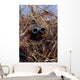 Scout Observer Practices Observation Wall Decal Design 2