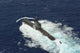 Republic Korea Submarine Roks Wall Decal