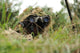 German Bundeswehr Soldier Camouflages Wall Decal