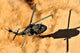 Uh-60 Black Hawk Helicopter Wall Decal