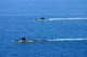 Attack Submarine Uss Alexandria Wall Decal