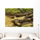 Us Navy Midshipman Crawls Wall Decal