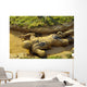 Us Navy Midshipman Crawls Wall Decal