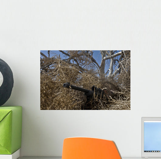 Soldier Demonstrates How Camouflaged Wall Decal