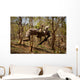 Us Marine Participates Gorge Wall Decal