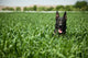 Military Working Dog Sits Wall Decal