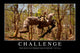 Challenge Inspirational Quote and Wall Decal Design 1