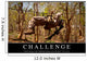 Challenge Inspirational Quote and Wall Decal Design 1