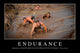 Endurance Inspirational Quote and Wall Decal