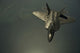 Us Air Force F-22 Wall Decal