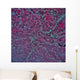 Satellite Montpelier Vermont Wall Decal