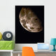 Moon Wall Decal Design 7