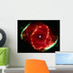 Cats Eye Nebula Wall Decal