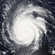 Hurricane Frances Wall Decal Design 1