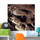 Oblique Crater Daedalus Moon Wall Decal