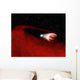 Debris Disk around Unusual Wall Decal