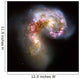 Antennae Galaxies Wall Decal