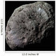 False-color Saturn's Moon Hyperion Wall Decal
