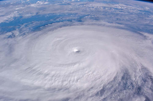 Typhoon Longwang Wall Decal