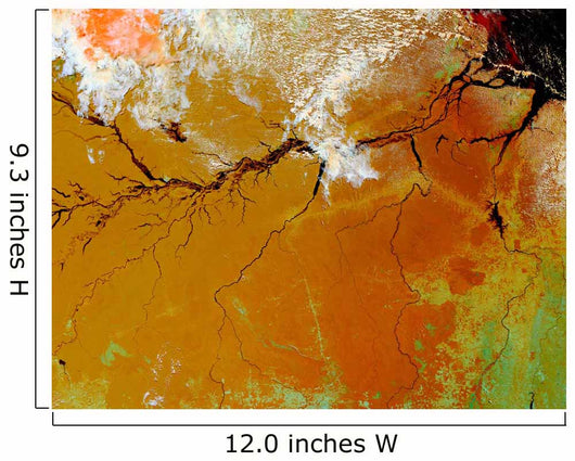 Amazon Rainforest Wall Decal