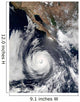 Hurricane Douglas Wall Decal
