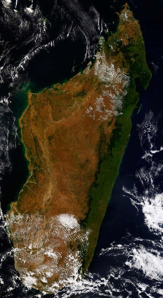 Madagascar Wall Decal