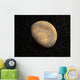 Global Mars Wall Decal