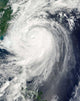 Typhoon Jangmi Wall Decal