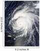 Hurricane Bill Wall Decal