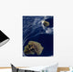 Satellite Prince Edward Islands Wall Decal