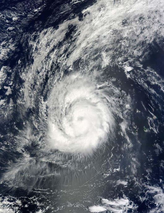 Hurricane Julia Wall Decal