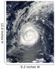 Hurricane Julia Wall Decal