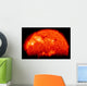 Spring Eclipse as Viewed Wall Decal