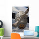 SpaceX Dragon Commercial Cargo Wall Decal Design 4