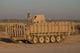 M113 Variant Camp Warhorse Wall Decal Design 2