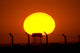 Sunrise over Camp Wolfe Wall Decal