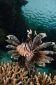 Lionfish Indonesia Wall Decal Design 2