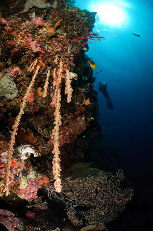Soft Coral Reef Indonesia Wall Decal