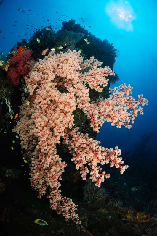 Soft Coral Liberty Wreck Wall Decal