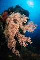 Soft Coral Liberty Wreck Wall Decal