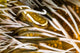 Clingfish Crinoid Australia Wall Decal