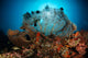 Sea Fan Liberty Wreck Wall Decal