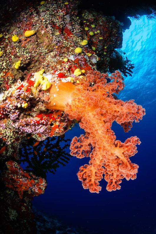 Soft Coral Seascape Fiji Wall Decal Design 5