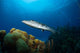 Great Barracuda Belize Wall Decal Design 2