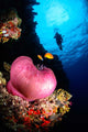 Diver and Magnificent Anemone Wall Decal Design 2