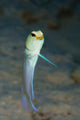 Yellowhead Jawfish Belize Wall Decal