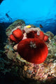 Diver and Magnificent Anemone Wall Decal Design 1